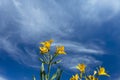 Blue Sky and Wild Flowers in a Botanical Garden Royalty Free Stock Photo